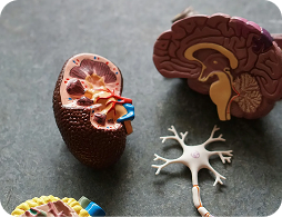 Regulatory setback or scientific signal? The case for human-relevant evidence